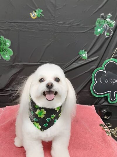 Pawsitivity, formerly Pawsitively Devine - Cedar Rapids, IA