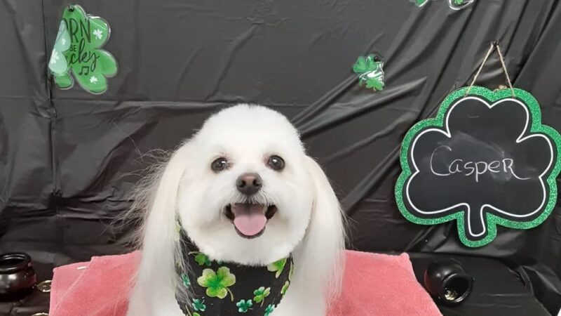 Pawsitivity, formerly Pawsitively Devine - Cedar Rapids, IA