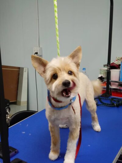 Pawsitivity, formerly Pawsitively Devine - Cedar Rapids, IA