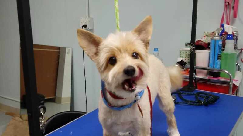 Pawsitivity, formerly Pawsitively Devine - Cedar Rapids, IA