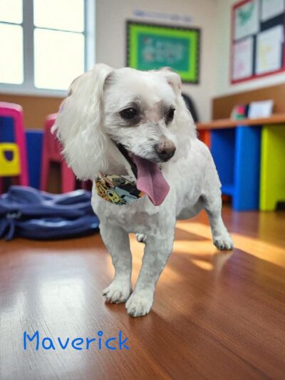 Pawsitivity, formerly Pawsitively Devine - Cedar Rapids, IA