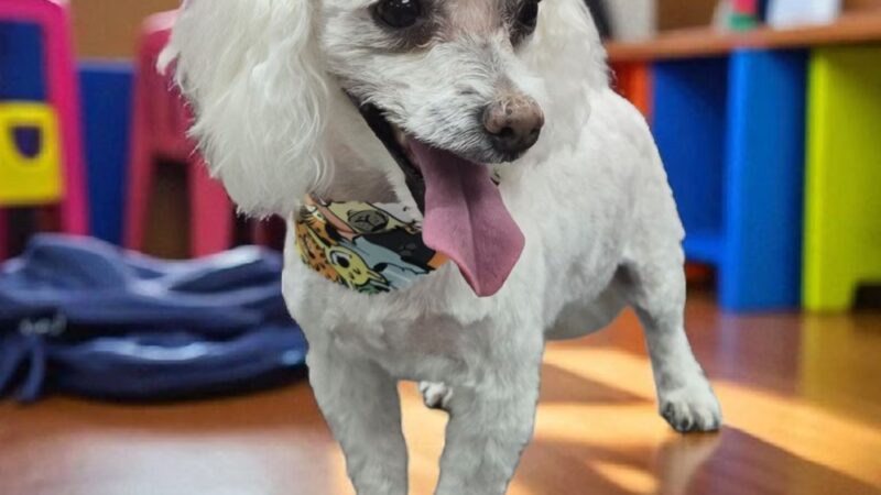 Pawsitivity, formerly Pawsitively Devine - Cedar Rapids, IA