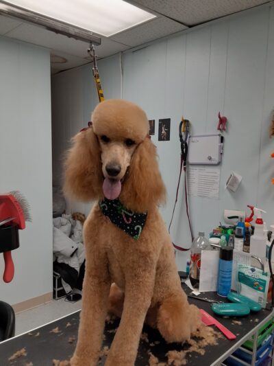 Pawsitivity, formerly Pawsitively Devine - Cedar Rapids, IA