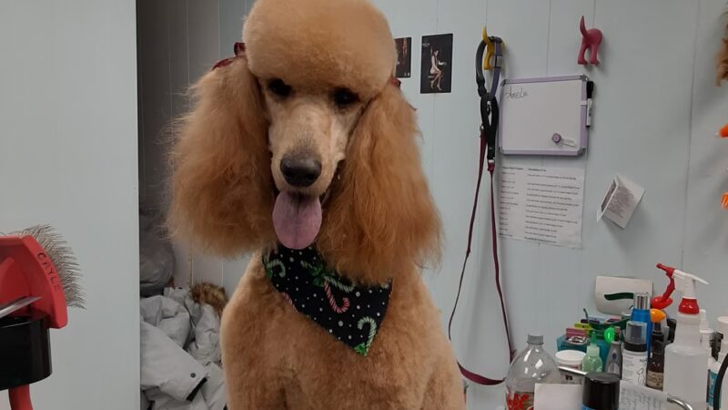 Pawsitivity, formerly Pawsitively Devine - Cedar Rapids, IA