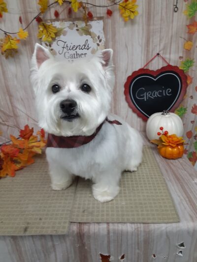 Pawsitivity, formerly Pawsitively Devine - Cedar Rapids, IA