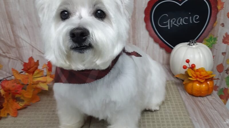 Pawsitivity, formerly Pawsitively Devine - Cedar Rapids, IA