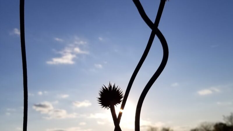 Prairie Park Fishery Trail/Sac and Fox Trail Fork - Cedar Rapids, IA