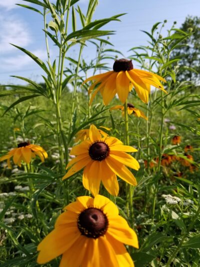 Wilderness Estates Community Park - Cedar Rapids, IA