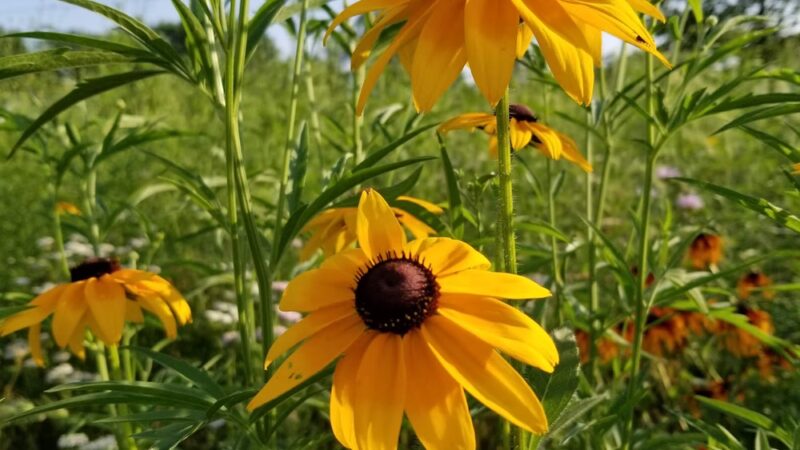 Wilderness Estates Community Park - Cedar Rapids, IA
