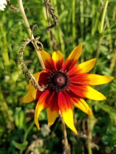 Wilderness Estates Community Park - Cedar Rapids, IA