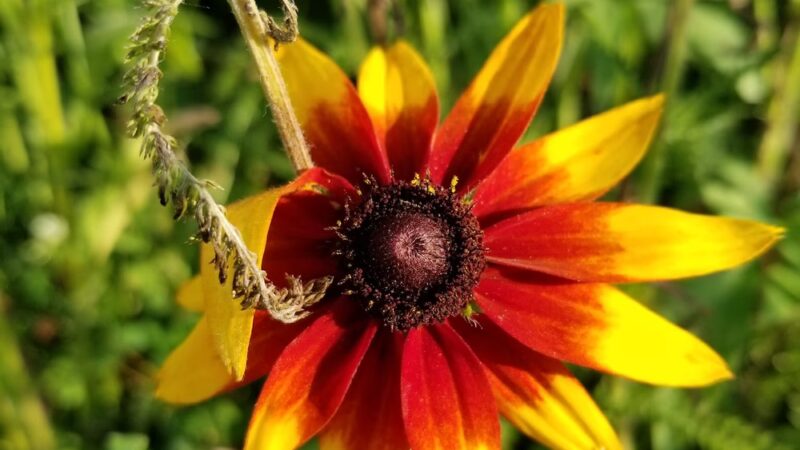 Wilderness Estates Community Park - Cedar Rapids, IA