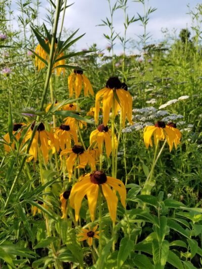 Wilderness Estates Community Park - Cedar Rapids, IA