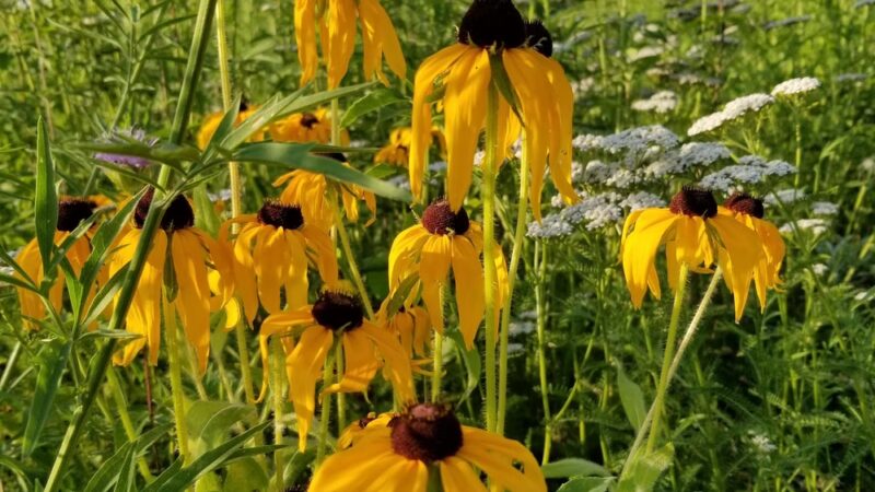 Wilderness Estates Community Park - Cedar Rapids, IA