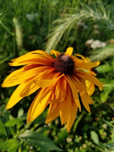 Wilderness Estates Community Park - Cedar Rapids, IA