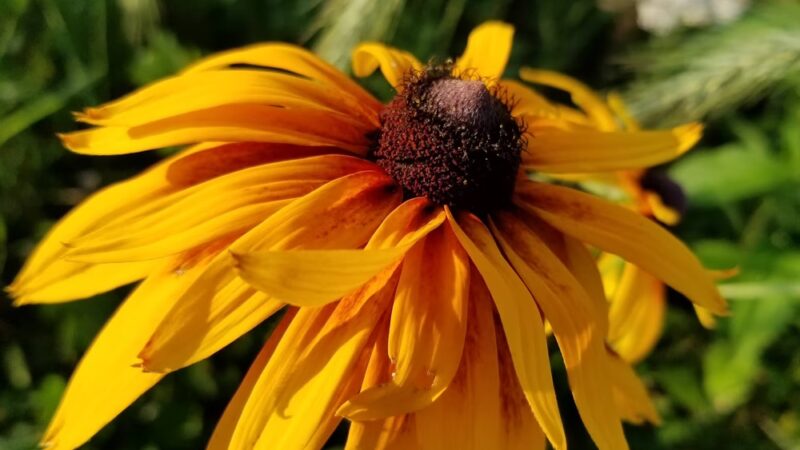 Wilderness Estates Community Park - Cedar Rapids, IA