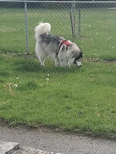 Cedar Springs Dog Park (in Riggle Park) - Cedar Springs, MI