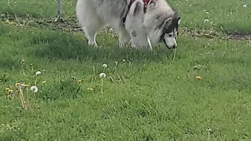 Cedar Springs Dog Park (in Riggle Park) - Cedar Springs, MI