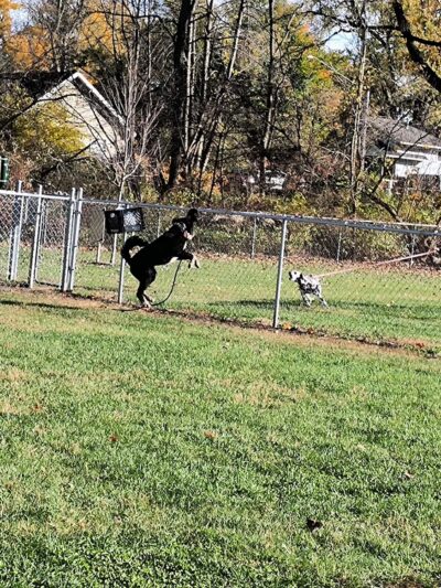 Cedar Springs Dog Park (in Riggle Park) - Cedar Springs, MI
