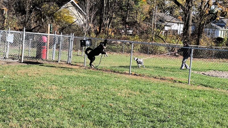 Cedar Springs Dog Park (in Riggle Park) - Cedar Springs, MI