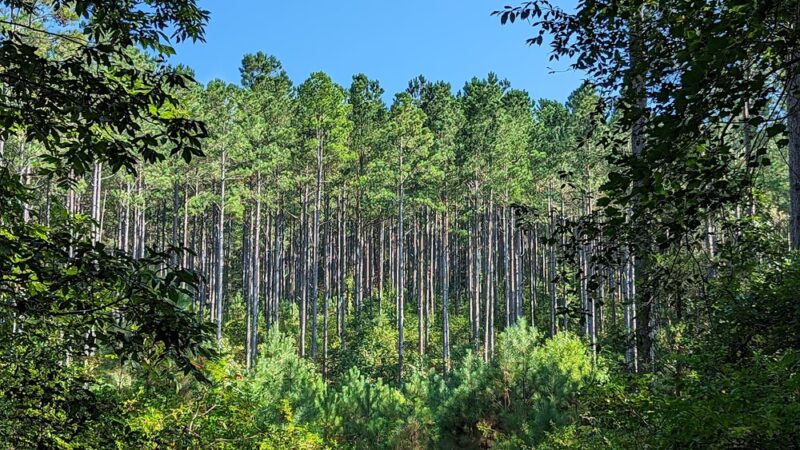 Esom Hill Trailhead - Cedartown, GA