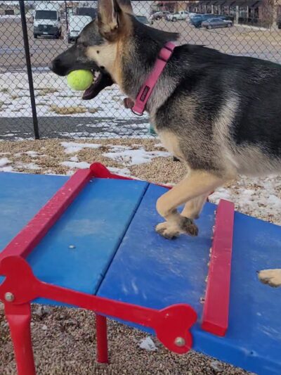 Gravel Pit Dog Park - Centennial, CO