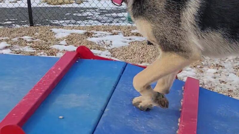 Gravel Pit Dog Park - Centennial, CO