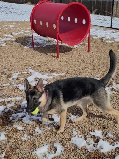 Gravel Pit Dog Park - Centennial, CO