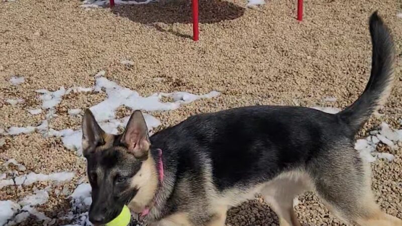 Gravel Pit Dog Park - Centennial, CO
