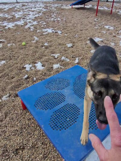 Gravel Pit Dog Park - Centennial, CO