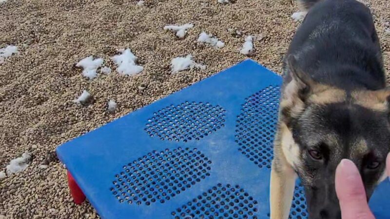 Gravel Pit Dog Park - Centennial, CO