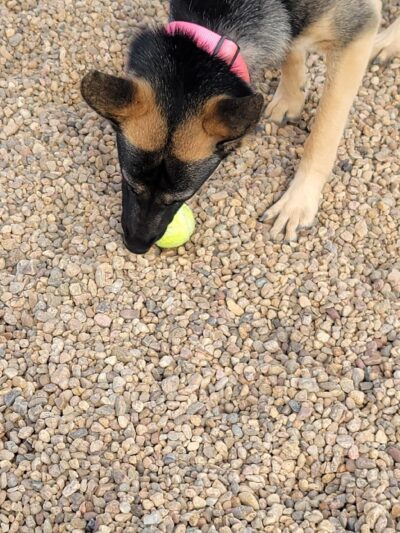 Gravel Pit Dog Park - Centennial, CO