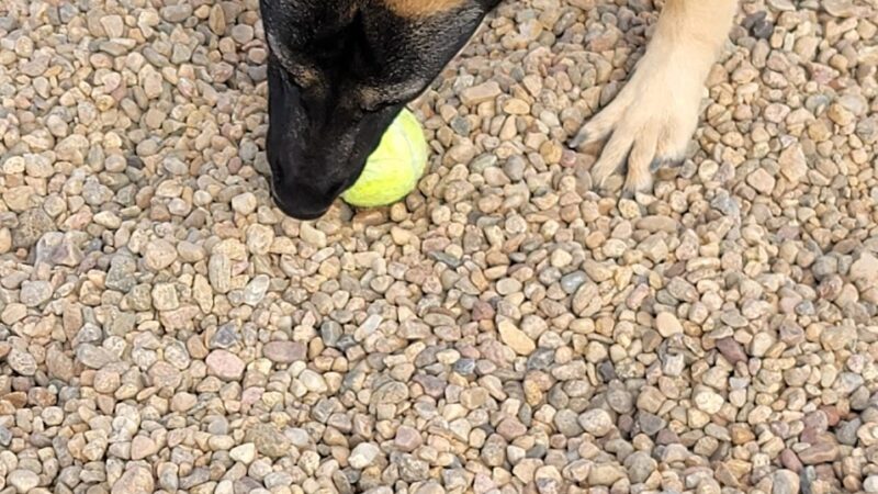 Gravel Pit Dog Park - Centennial, CO