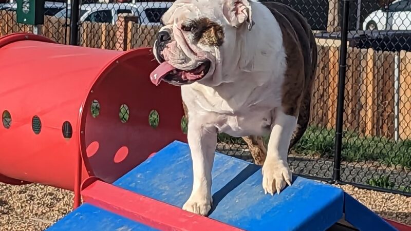 Gravel Pit Dog Park - Centennial, CO