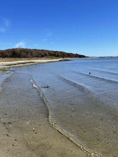 Terrell River County Park - Center Moriches, NY
