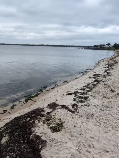 Webby's Beach: Town Of Brookhaven - Center Moriches, NY