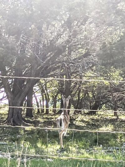 Center Point - Center Point, TX