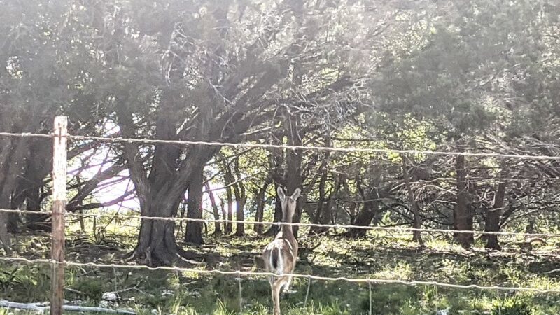 Center Point - Center Point, TX