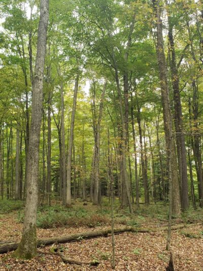 Thompsons' Wood - Centerville, PA