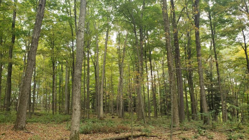 Thompsons' Wood - Centerville, PA