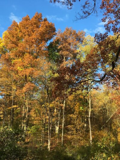 Thompsons' Wood - Centerville, PA