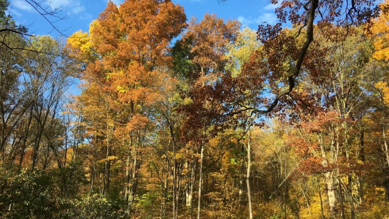 Thompsons' Wood - Centerville, PA