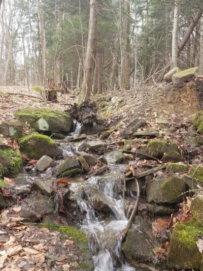 Thompsons' Wood - Centerville, PA