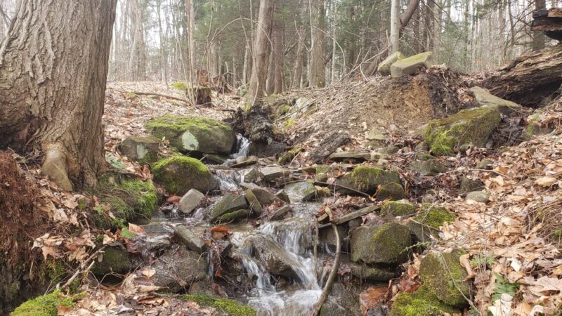 Thompsons' Wood - Centerville, PA