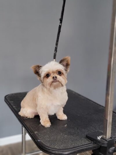 Sherry's Country Style Grooming - Central City, KY