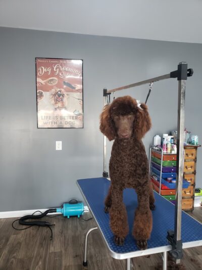 Sherry's Country Style Grooming - Central City, KY