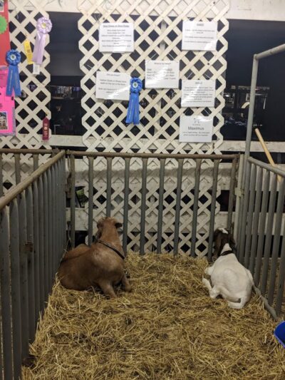 Queen Anne's County Fair - Centreville, MD