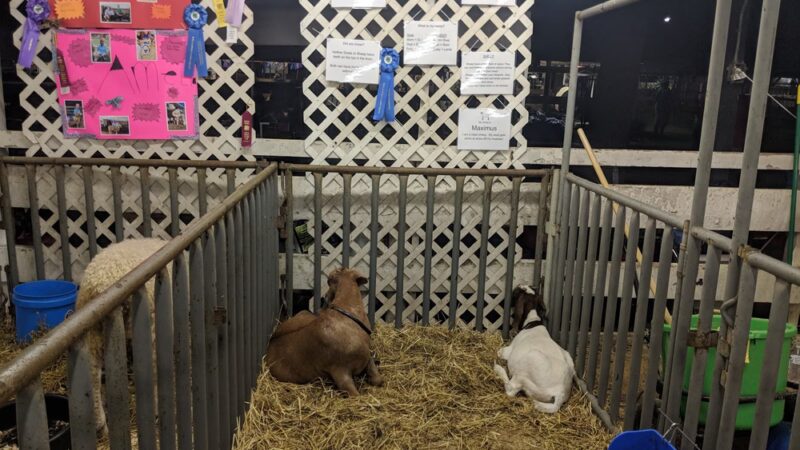 Queen Anne's County Fair - Centreville, MD