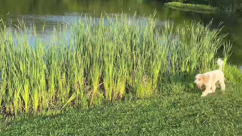 Queen Anne's County Parks - Centreville, MD