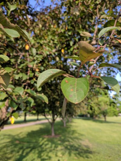 Queen Anne's County Parks - Centreville, MD