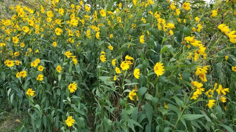 Gordy Park - Cerro Gordo, IL